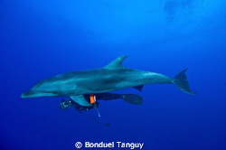 Lola (Tursiops Truncatus) & Pit... Playing along the reef... by Bonduel Tanguy 